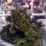 DSC00291_2